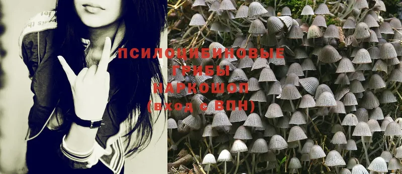 Галлюциногенные грибы MAGIC MUSHROOMS  Мыски 